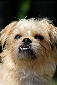 The Brussels Griffon Dog Journal: 150 page lined notebook/diary