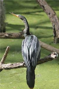 Anhinga Bird in Everglades National Park Florida Journal