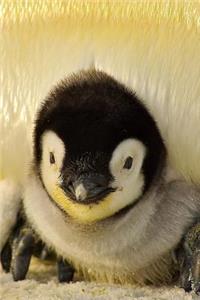 An Adorable Fluffy Baby Penguin Up Close Portrait Journal