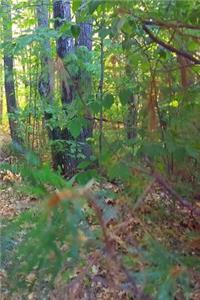 Journal Summer Lush Green Forest