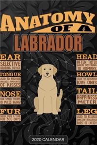 Anatomy Of A Labrador Retriever