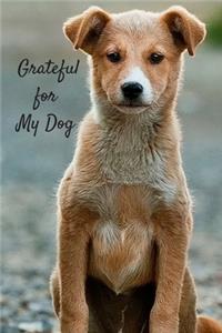 Grateful for My Dog