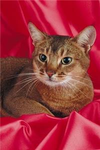 2020 Weekly Planner Resting Cat Photo 134 Pages