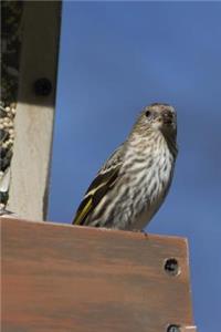 Pine Siskin (Carduelis Pinus) Bird Journal