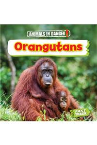 Orangutans