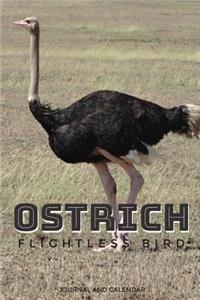 Ostrich Flightless Bird