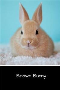 Brown Bunny