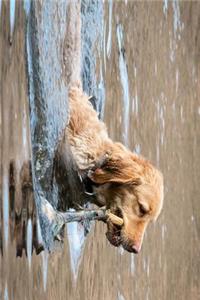 Golden Retriever Retrieving Journal