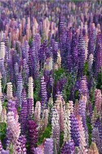 Field of Lilacs Journal