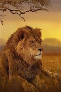 Watchful Lion on the Savanna Grasslands Journal