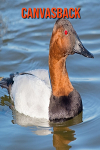 Canvasback