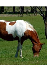 Horse Photo School Composition Book Equine Grazing Pinto