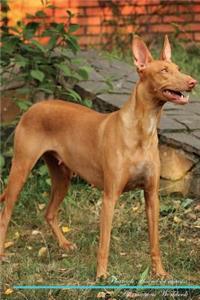 Pharaoh Hound Affirmations Workbook Pharaoh Hound Presents