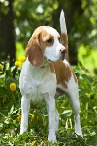 Beagle