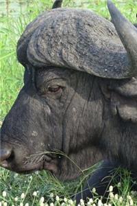 An African Cape Buffalo in Profile Portrait Journal