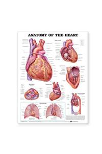 Anatomy of the Heart Anatomical Chart