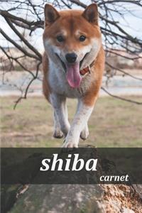 shiba carnet
