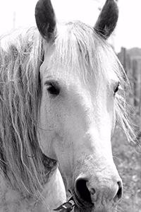 2020 Daily Planner Horse Photo Equine Horse Grass 388 Pages