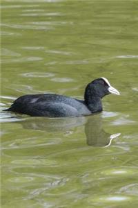 A Bald American Coot Swimming Journal
