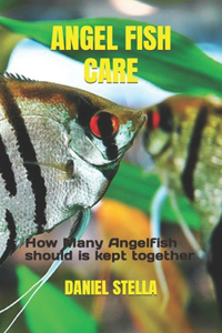 Angel Fish Care