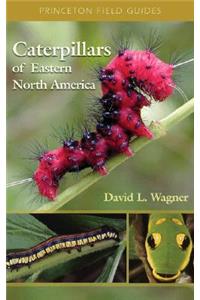 Caterpillars of Eastern North America