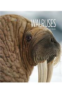Walruses