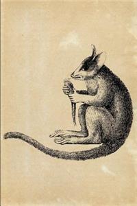 Senegal bushbaby (Galago senegalensis)