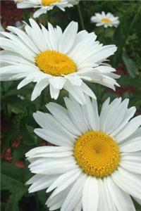 A White and Yellow Shasta Daisy Flower Journal