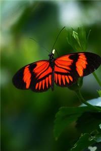 Pretty Passion Butterfly Heliconius Melpomene Journal