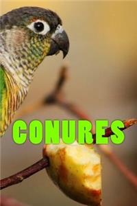 Conures