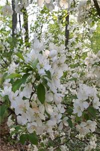 Springtime Journal Open White Flowers