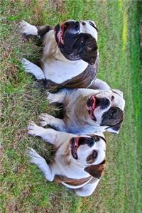 3 American Bulldogs Laying in the Grass Journal