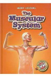 Muscular System