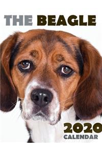 The Beagle 2020 Calendar