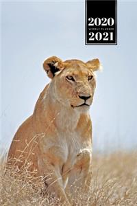 Lion Week Planner Weekly Organizer Calendar 2020 / 2021 - High Grass