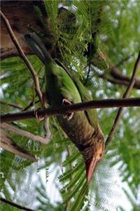 Brown Headed Barbet Journal: Take Notes, Write Down Memories in this 150 Page Lined Journal