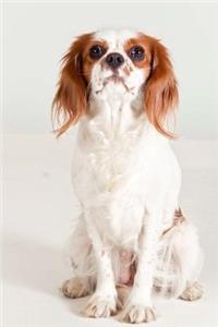 Cavalier King Charles Spaniel Dog Sitting for the Photo Journal