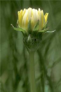 Taraxacum Californicum Dandelion Flower Bloom Journal