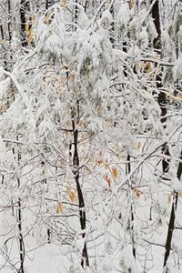 2019 Daily Planner Winter Snowstorm Small Trees 384 Pages