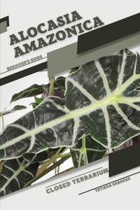 Alocasia amazonica