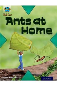 Project X Origins: Lime Book Band, Oxford Level 11: Underground: Ants at Home