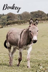 Donkey