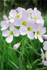 Massachusetts State Flower - Mayflower Journal