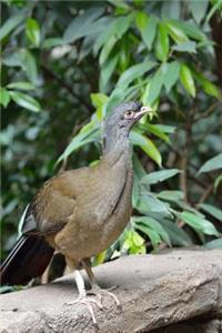 Grey-headed Chachalaca Bird Journal (Gray)
