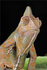 Veiled Chameleon Portrait Journal