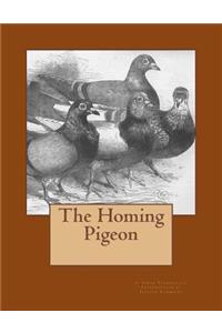 Homing Pigeon