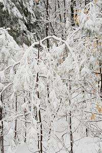 2020 Weekly Planner Winter Snowstorm Small Trees 134 Pages