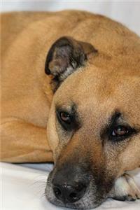 Black Mouth Cur Dog Laying Down Journal