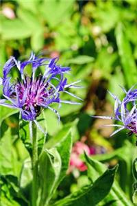 Mountain Knapweed Blooming Bright Purple Journal