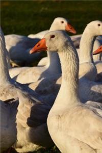 A Gaggle of Geese in the Grass Journal